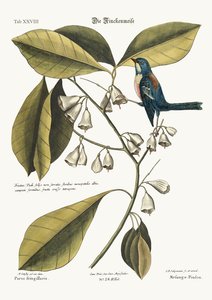 The Finch-Creeper, 1749-73